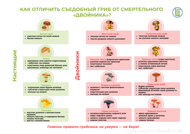 Меры предосторожности при употреблении грибов. Меры предосторожности при употреблении грибов.
